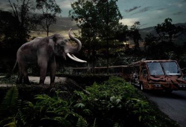Singapore Night Safari