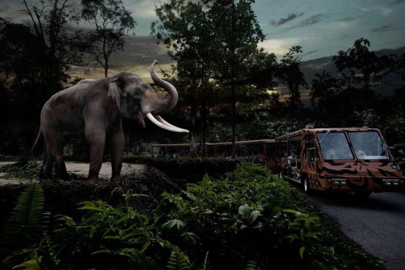 Singapore Night Safari