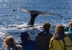 Whale Watching Season in Alaska