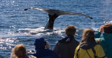 Whale Watching Season in Alaska
