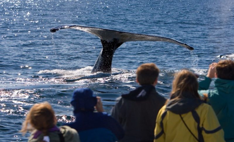 Whale Watching Season in Alaska