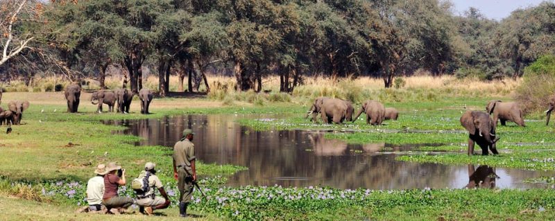 145 Safari Tour Guide