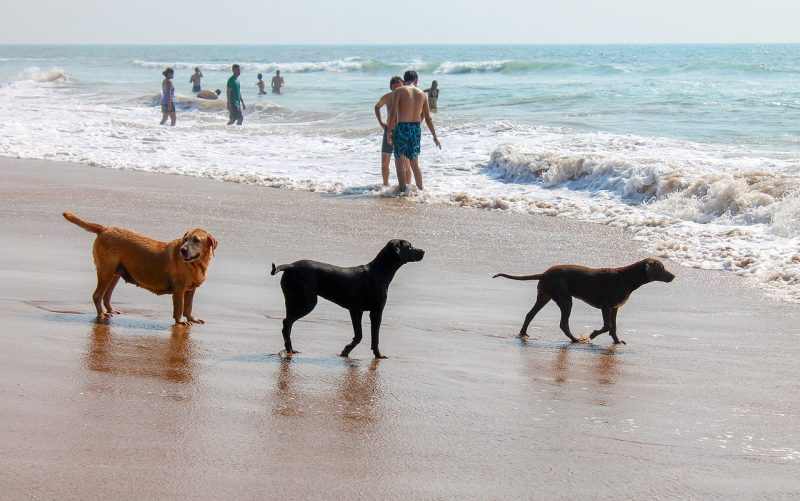 Dog Friendly Brohard Beach