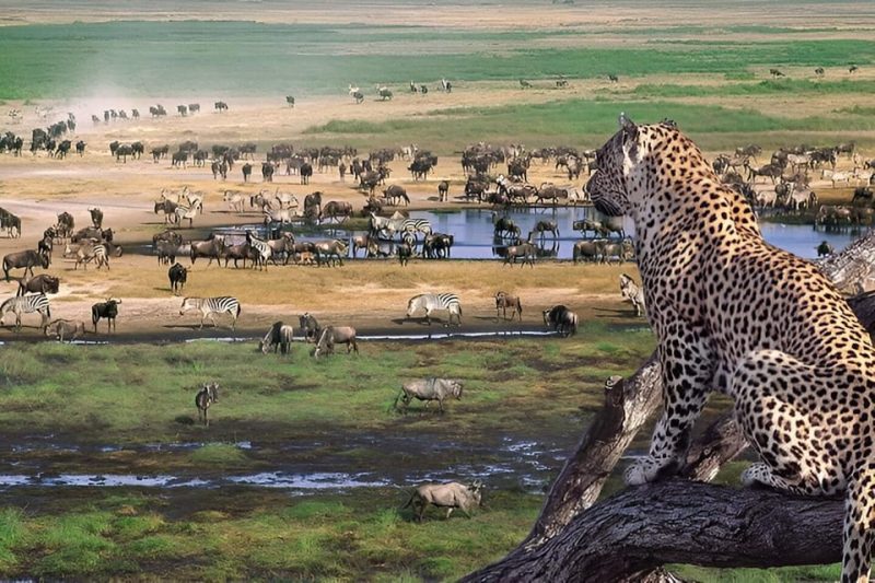 Navigating Wildlife Safely