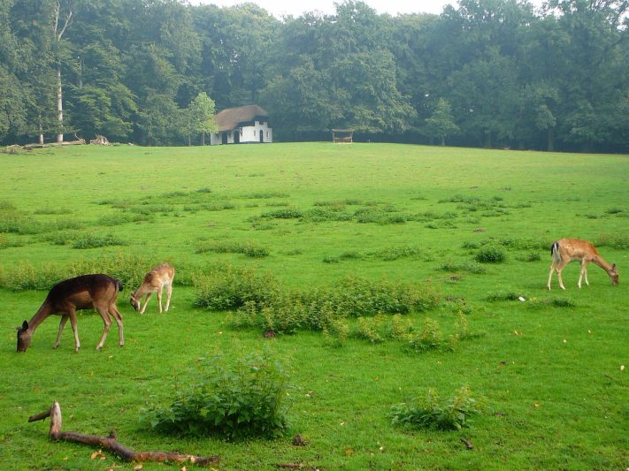 Park Sonsbeek 34