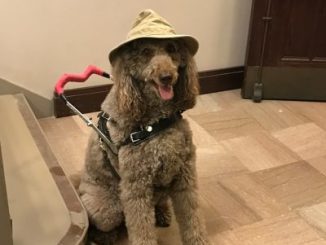 Photo Safari tour guide