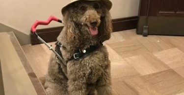 Photo Safari tour guide