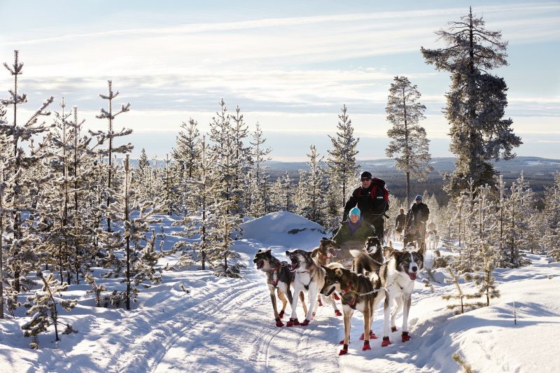 Alaskan Dog Sledding Ride