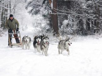 Dog Sledding Tours
