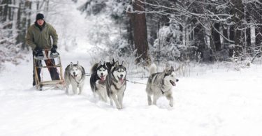 Dog Sledding Tours