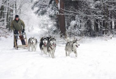 Dog Sledding Tours