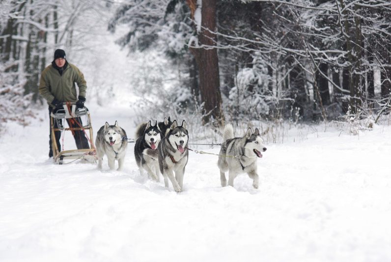 Dog Sledding Tours