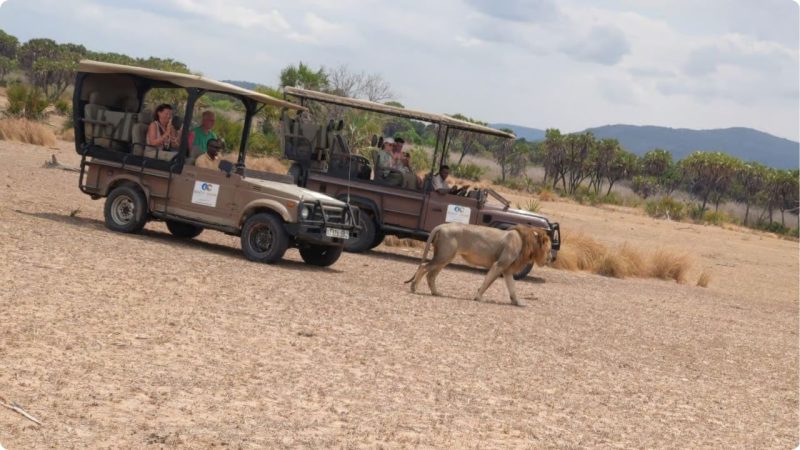 Best Times Experience Affordable Luxury Safaris