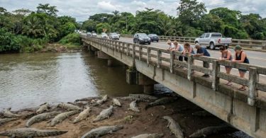 Crocodile Bridge Costa Rica