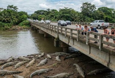 Crocodile Bridge Costa Rica