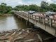 Crocodile Bridge Costa Rica