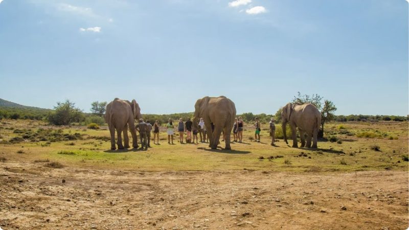 Guided Walking Safari Tours