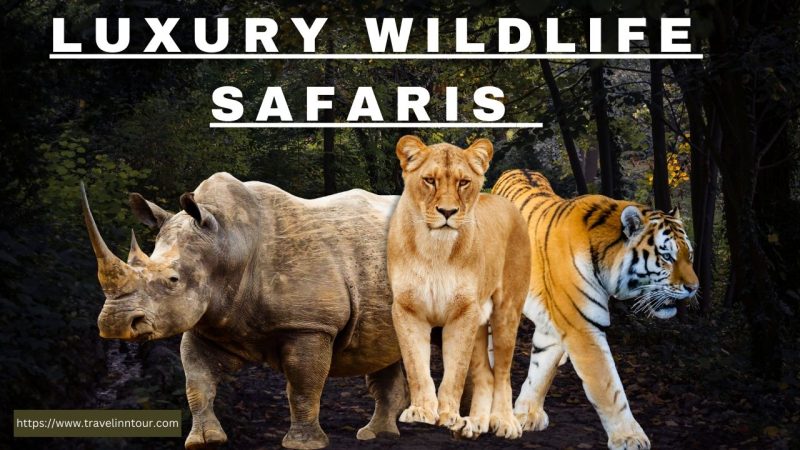 Luxury Wildlife Safaris