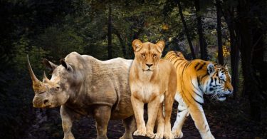 Luxury Wildlife Safaris Tour