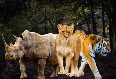 Luxury Wildlife Safaris Tour