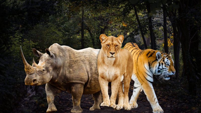 Luxury Wildlife Safaris Under $3,000 – Top Affordable Picks