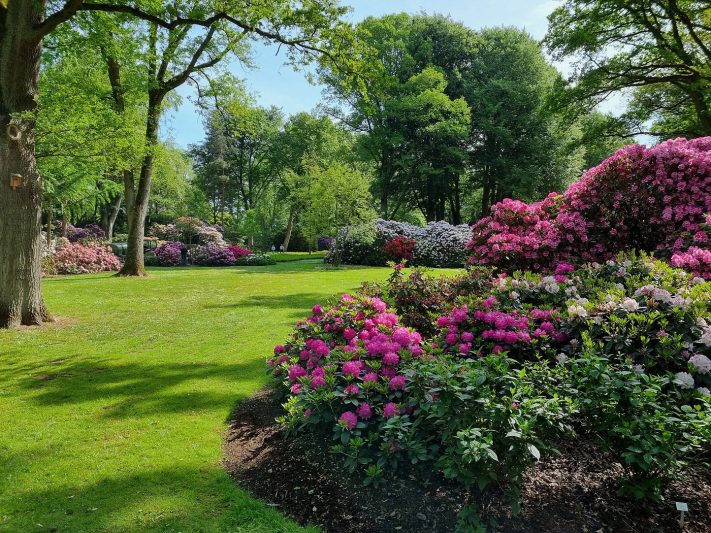 Rhododendron Park Bremen