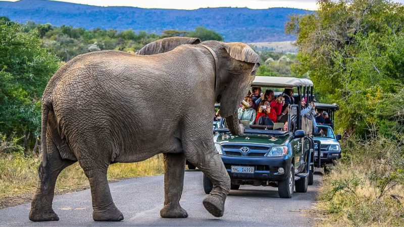 Top Luxury Wildlife Safari Destinations