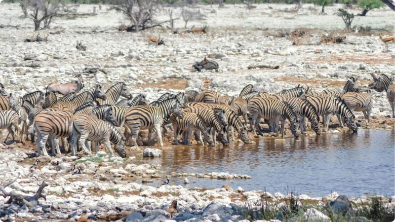 Why Choose Luxury Wildlife Safaris Under $3,000 for Your Next Trip