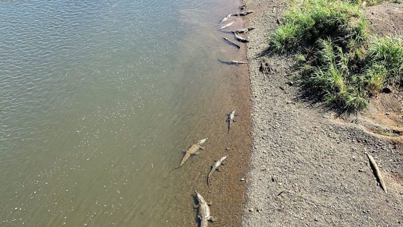 Wildlife Photography