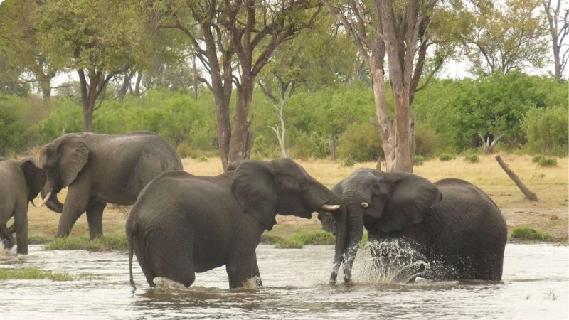 okavango delta tour