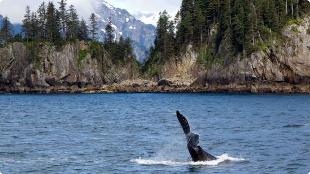 Alaska cruise whale watching