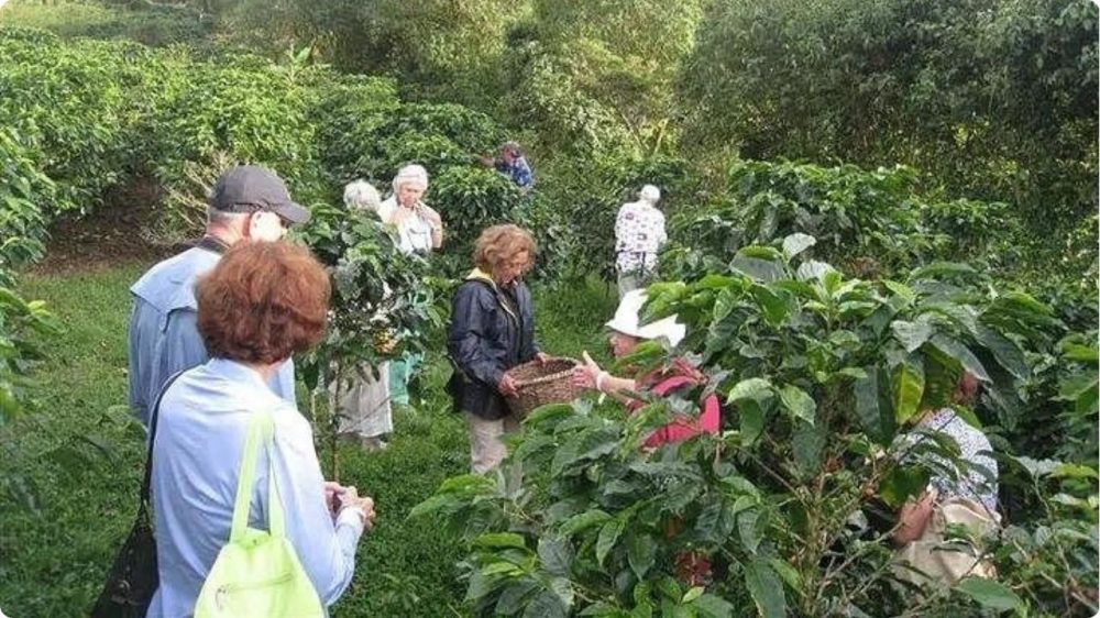 Coffee Sugarcane tour