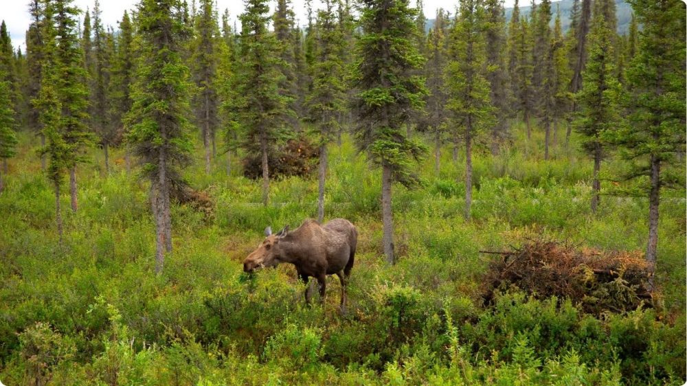 Denali National Park 7 day alaska itinerary summer