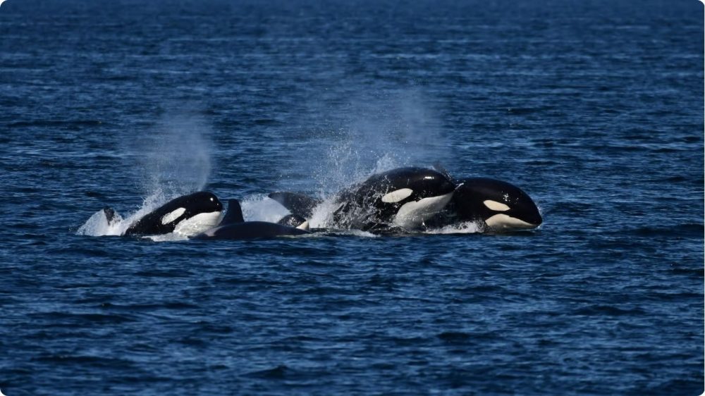 Orcas killer whales)