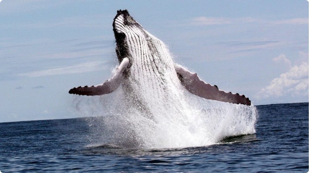 wildlife tours whale season