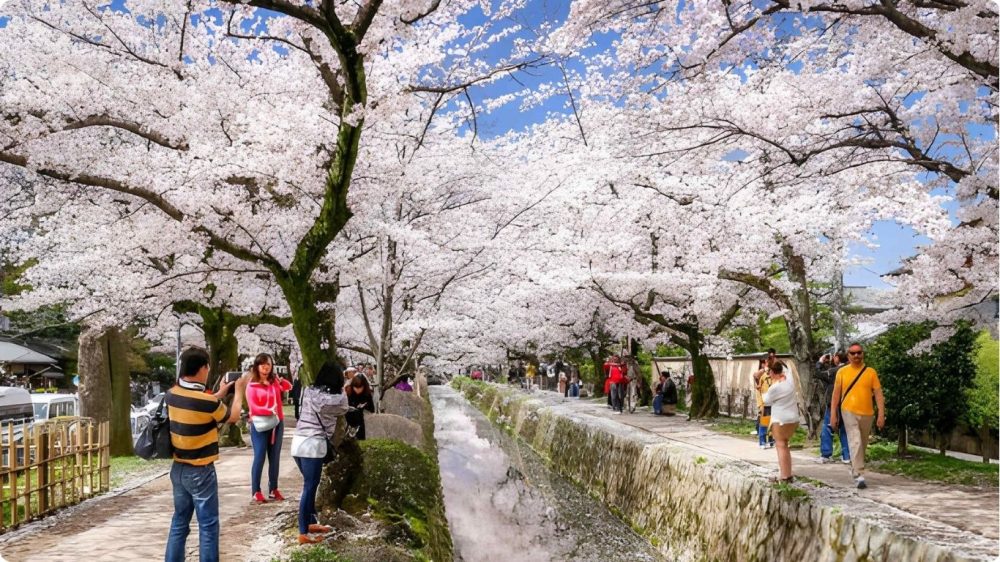 Cherry Blossom Festival Kyoto